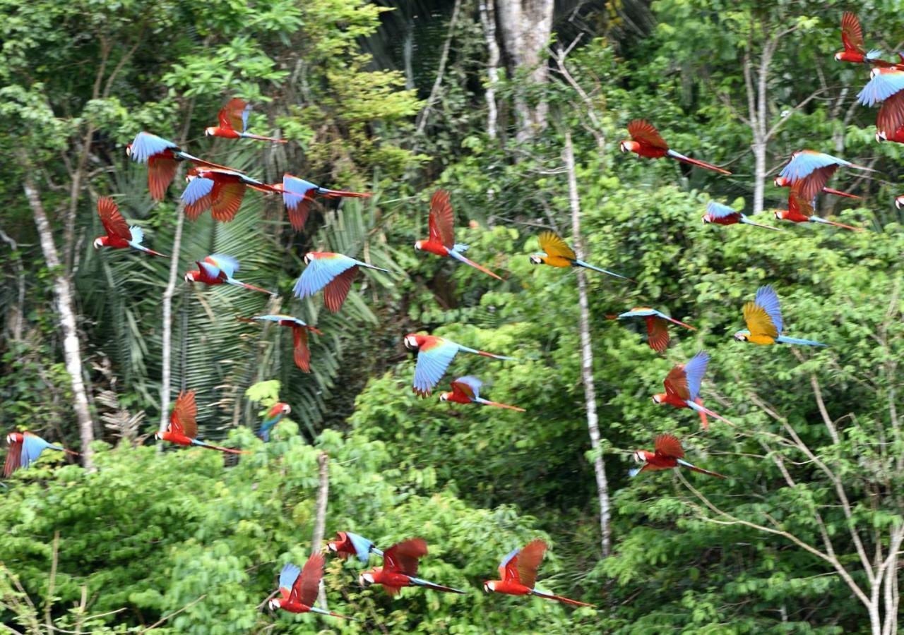 Refugio Amazonas Lodge Tambopata Bagian luar foto