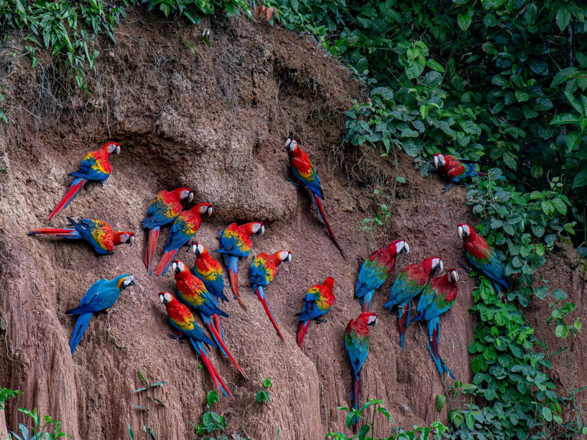 Refugio Amazonas Lodge Tambopata Bagian luar foto