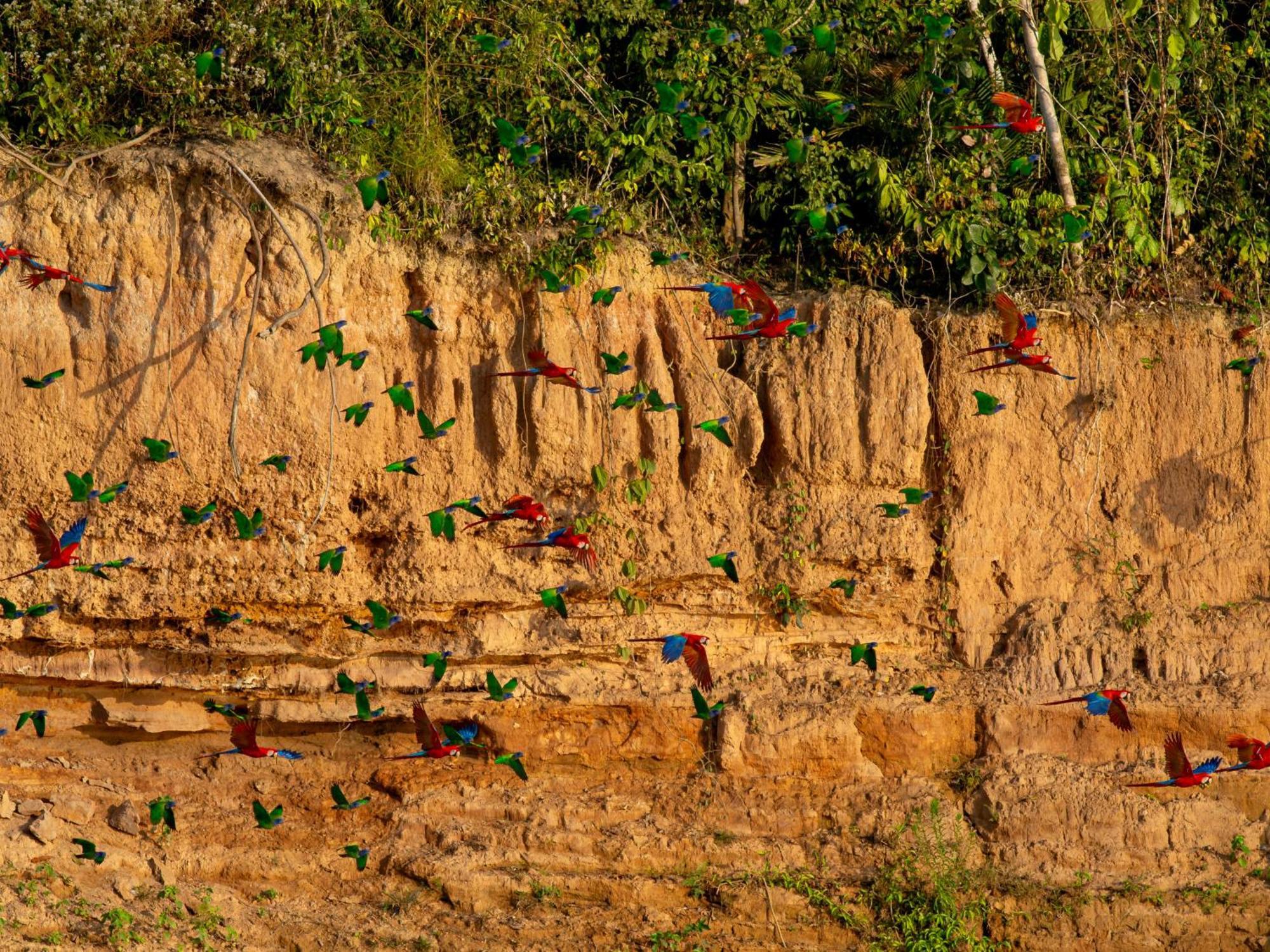 Refugio Amazonas Lodge Tambopata Bagian luar foto